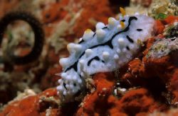 nudi hill climb,wakatobi 2004,F90+105mm by Marco Wannenmacher 